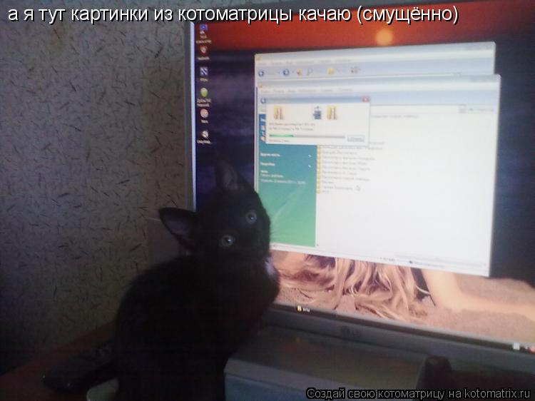а я тут картинки из котоматрицы качаю (смущённо)... Котоматрица: а я тут картинки из котоматрицы качаю (смущённо)