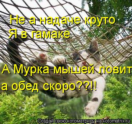 Не а надаче круто Я в гамаке А Мурка мышей ловит! а обед скоро??!!... Котоматрица: Не а надаче круто Я в гамаке А Мурка мышей ловит! а обед скоро??!!