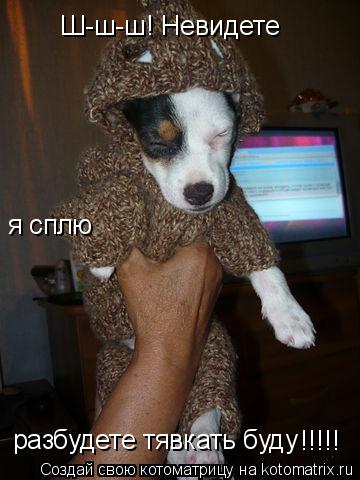 Ш-ш-ш! Невидете разбудете тявкать буду я сплю !!!!!... Котоматрица: Ш-ш-ш! Невидете разбудете тявкать буду я сплю !!!!!