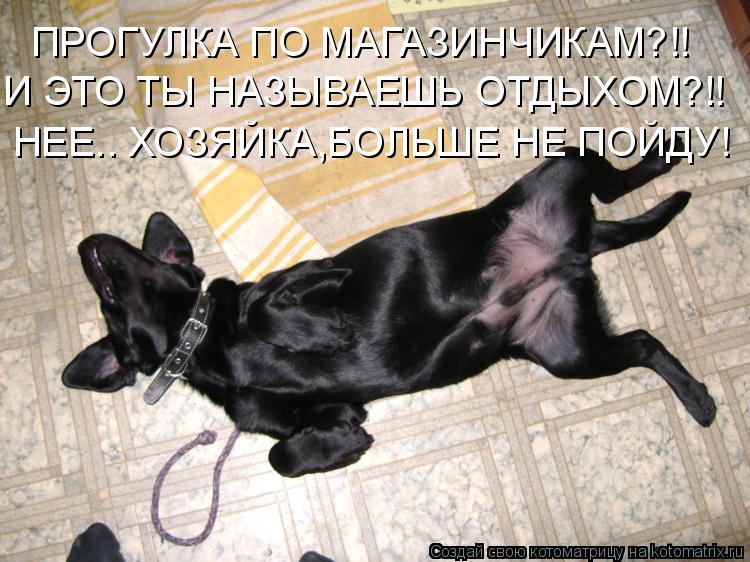 ПРОГУЛКА ПО МАГАЗИНЧИКАМ?!! И ЭТО ТЫ НАЗЫВАЕШЬ ОТДЫХОМ?!! НЕЕ.. ХОЗЯЙКА,БОЛЬШЕ НЕ ПОЙДУ!... Котоматрица: ПРОГУЛКА ПО МАГАЗИНЧИКАМ?!! И ЭТО ТЫ НАЗЫВАЕШЬ ОТДЫХОМ?!! НЕЕ.. ХОЗЯЙКА,БОЛЬШЕ НЕ ПОЙДУ!