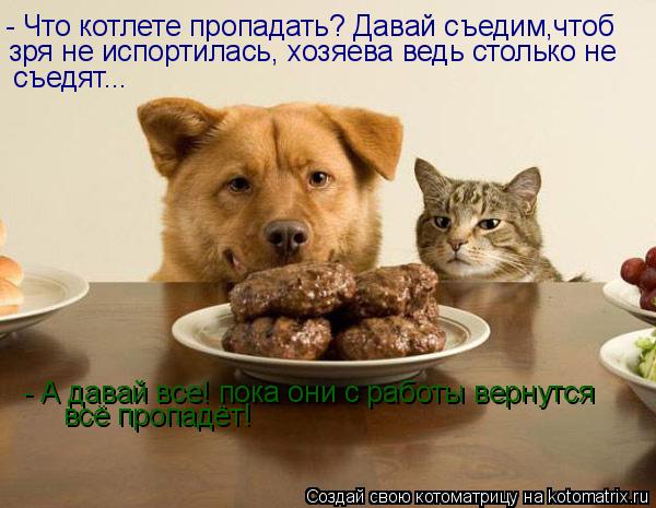 - Что котлете пропадать? Давай съедим,чтоб зря не испортилась, хозяева ведь столько не съедят... -... Котоматрица: - Что котлете пропадать? Давай съедим,чтоб зря не испортилась, хозяева ведь столько не съедят... - А давай все! пока они с работы вернутся вс