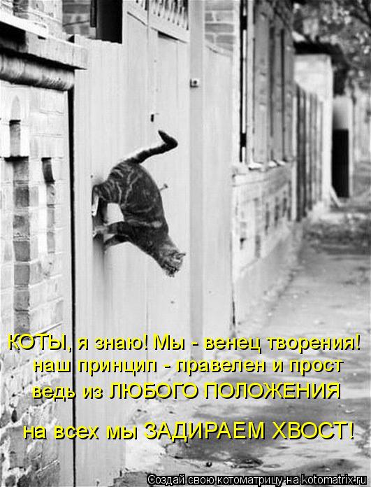 КОТЫ, я знаю! Мы - венец творения! ведь из ЛЮБОГО ПОЛОЖЕНИЯ на всех мы ЗАДИРАЕМ ХВОСТ! наш принцип - ... Котоматрица: КОТЫ, я знаю! Мы - венец творения! ведь из ЛЮБОГО ПОЛОЖЕНИЯ на всех мы ЗАДИРАЕМ ХВОСТ! наш принцип - правелен и прост