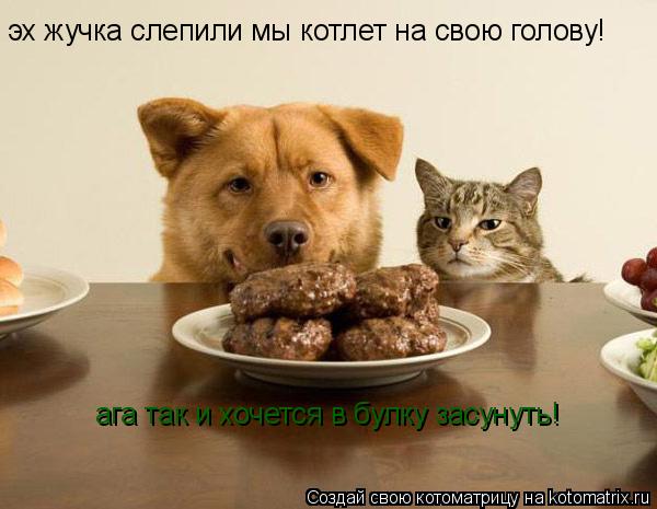 эх жучка слепили мы котлет на свою голову! ага так и хочется в булку засунуть!... Котоматрица: эх жучка слепили мы котлет на свою голову! ага так и хочется в булку засунуть!