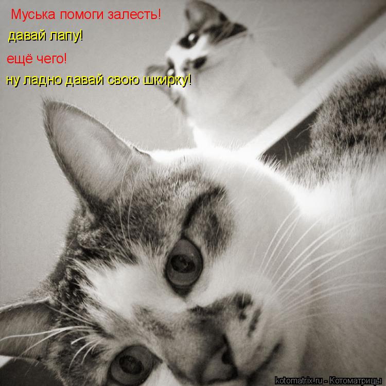 Муська помоги залесть! давай лапу! ещё чего! ну ладно давай свою шкирку!... Котоматрица: Муська помоги залесть! давай лапу! ещё чего! ну ладно давай свою шкирку!