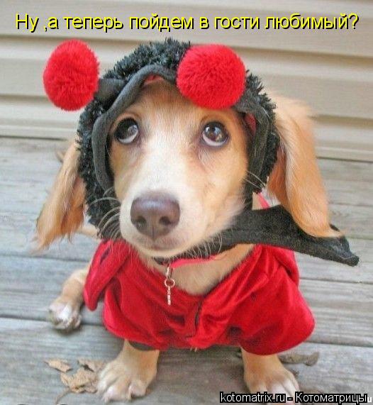 Ну ,а теперь пойдем в гости любимый?... Котоматрица: Ну ,а теперь пойдем в гости любимый?