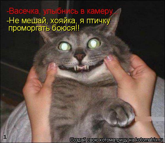 -Васечка, улыбнись в камеру... -Не мешай, хояйка, я птичку проморгать боюся!!... Котоматрица: -Васечка, улыбнись в камеру... -Не мешай, хояйка, я птичку проморгать боюся!!