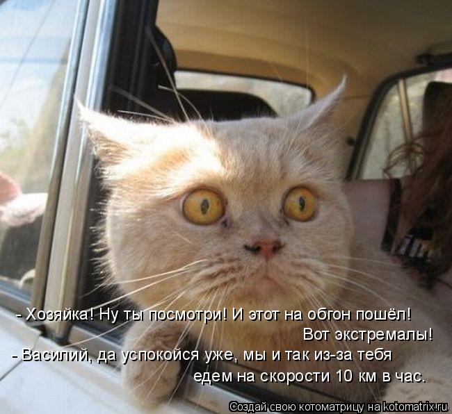 - Хозяйка! Ну ты посмотри! И этот на обгон пошёл! Вот экстремалы! - Василий, да успокойся уже, мы и ... Котоматрица: - Хозяйка! Ну ты посмотри! И этот на обгон пошёл! Вот экстремалы! - Василий, да успокойся уже, мы и так из-за тебя едем на скорости 10 км в час.