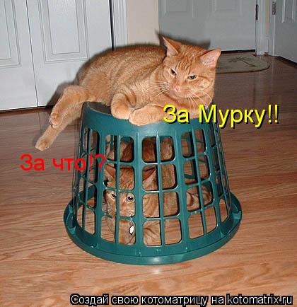 За что!? За Мурку!!... Котоматрица: За что!? За Мурку!!