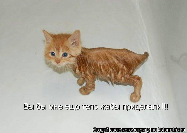 Вы бы мне ещо тело жабы приделали!!!... Котоматрица: Вы бы мне ещо тело жабы приделали!!!