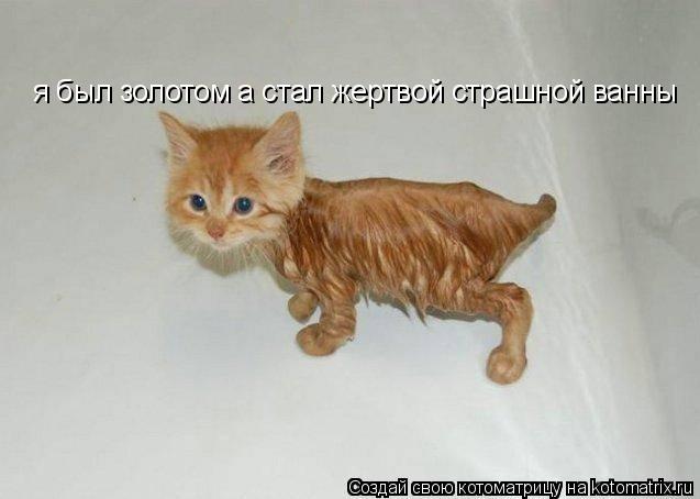 я был золотом а стал жертвой страшной ванны... Котоматрица: я был золотом а стал жертвой страшной ванны