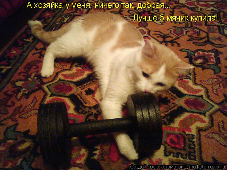 А хозяйка у меня, ничего так, добрая.... Лучше б мячик купила!... Котоматрица: А хозяйка у меня, ничего так, добрая.... Лучше б мячик купила!