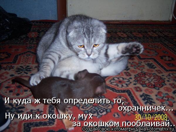 И куда ж тебя определить то, охранничек... Ну иди к окошку, мух за окошком пооблаивай...... Котоматрица: И куда ж тебя определить то, охранничек... Ну иди к окошку, мух за окошком пооблаивай...