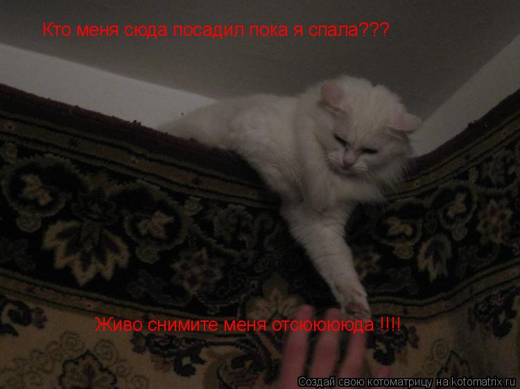 Кто меня сюда посадил пока я спала??? Живо снимите меня отсююююда !!!!... Котоматрица: Кто меня сюда посадил пока я спала??? Живо снимите меня отсююююда !!!!