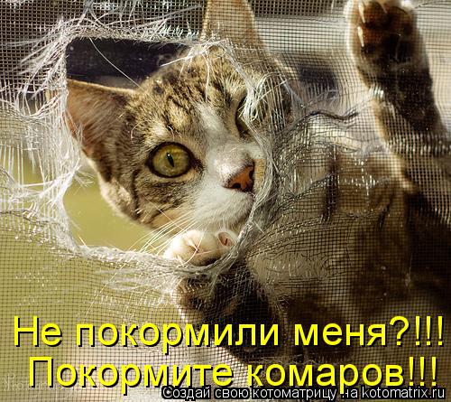 Котоматрица: Не покормили меня?!!! Покормите комаров!!!
