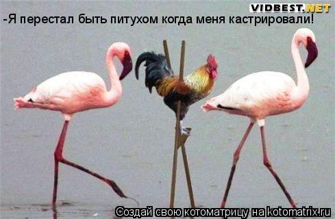 -Я перестал быть питухом когда меня кастрировали!... Котоматрица: -Я перестал быть питухом когда меня кастрировали!