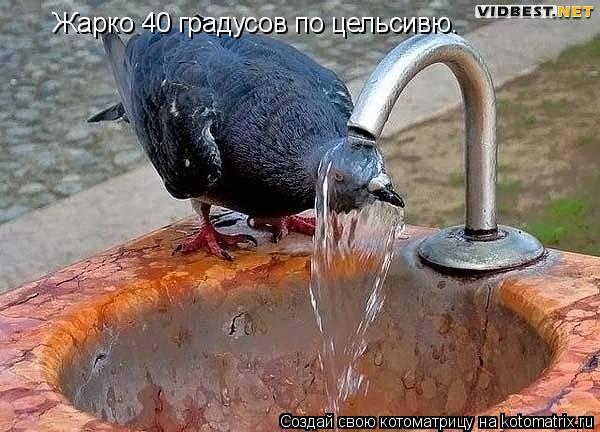 Жарко 40 градусов по цельсивю.... Котоматрица: Жарко 40 градусов по цельсивю.