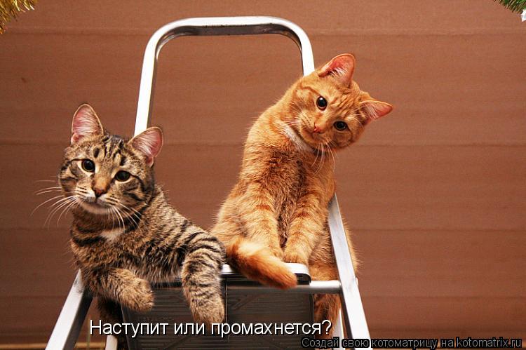 Наступит или промахнется?... Котоматрица: Наступит или промахнется?