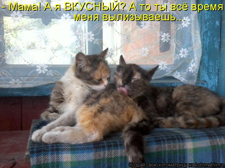 - Мама! А я ВКУСНЫЙ? А то ты всё время меня вылизываешь...... Котоматрица: - Мама! А я ВКУСНЫЙ? А то ты всё время меня вылизываешь...