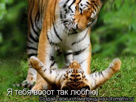 Я тебя вооот так люблю!... Котоматрица: Я тебя вооот так люблю!