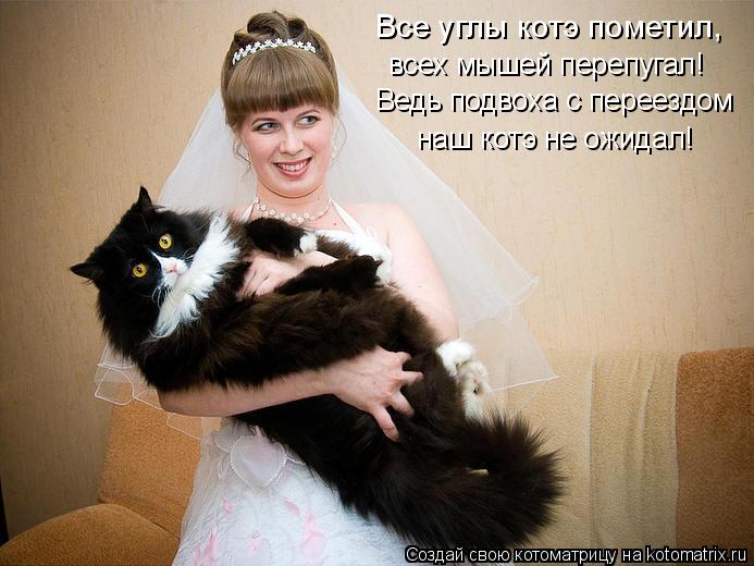 Котоматрица: Все углы котэ пометил, всех мышей перепугал! Ведь подвоха с переездом наш котэ не ожидал!