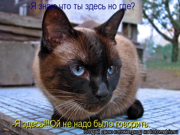 -Я знаю что ты здесь но где? -Я здесь!!!Ой не надо было говорить.... Котоматрица: -Я знаю что ты здесь но где? -Я здесь!!!Ой не надо было говорить.