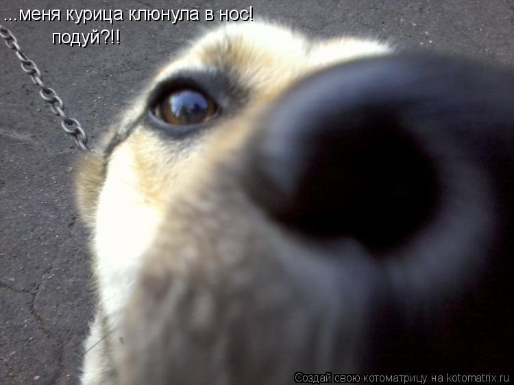 ...меня курица клюнула в нос! подуй?!!... Котоматрица: ...меня курица клюнула в нос! подуй?!!