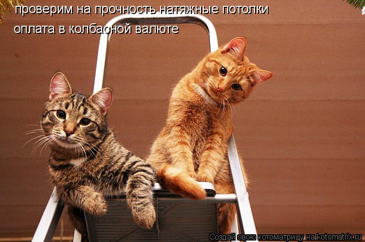 проверим на прочность натяжные потолки оплата в колбасной валюте... Котоматрица: проверим на прочность натяжные потолки оплата в колбасной валюте