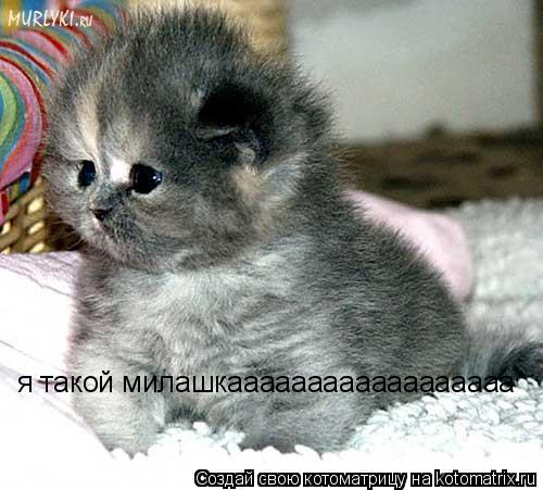 я такой милашкаааааааааааааааааа... Котоматрица: я такой милашкаааааааааааааааааа