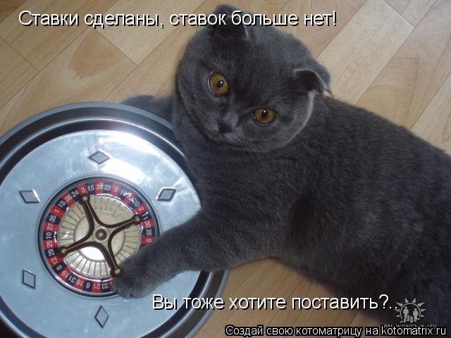 Ставки сделаны, ставок больше нет! Вы тоже хотите поставить?..... Котоматрица: Ставки сделаны, ставок больше нет! Вы тоже хотите поставить?..