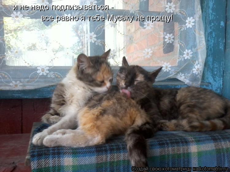 и не надо подлизываться - все равно я тебе Муську не прощу!... Котоматрица: и не надо подлизываться - все равно я тебе Муську не прощу!