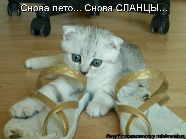Снова лето... Снова СЛАНЦЫ...... Котоматрица: Снова лето... Снова СЛАНЦЫ...