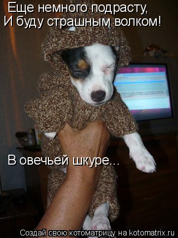 Еще немного подрасту, И буду страшным волком! В овечьей шкуре...... Котоматрица: Еще немного подрасту, И буду страшным волком! В овечьей шкуре...