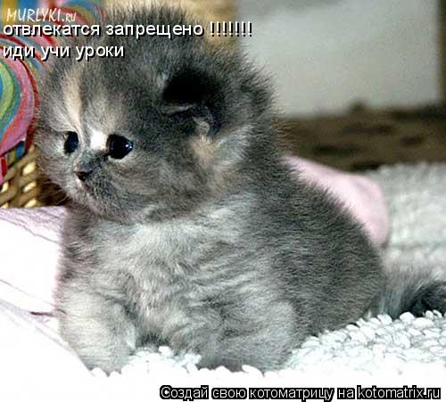 отвлекатся запрещено !!!!!!! иди учи уроки... Котоматрица: отвлекатся запрещено !!!!!!! иди учи уроки