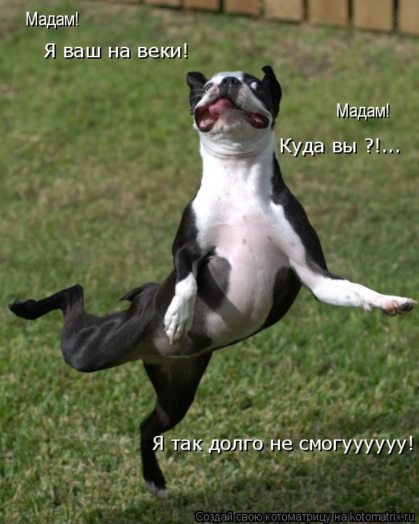 Я ваш на веки! Куда вы ?!... Я так долго не смогуууууу! Мадам! Мадам!... Котоматрица: Я ваш на веки! Куда вы ?!... Я так долго не смогуууууу! Мадам! Мадам!