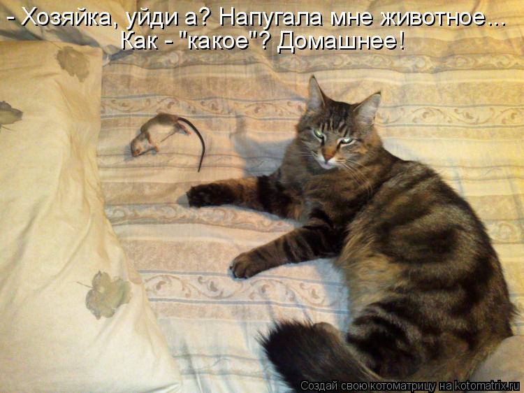 - Хозяйка, уйди а? Напугала мне животное... Как - "какое"? Домашнее!... Котоматрица: - Хозяйка, уйди а? Напугала мне животное... Как - "какое"? Домашнее!