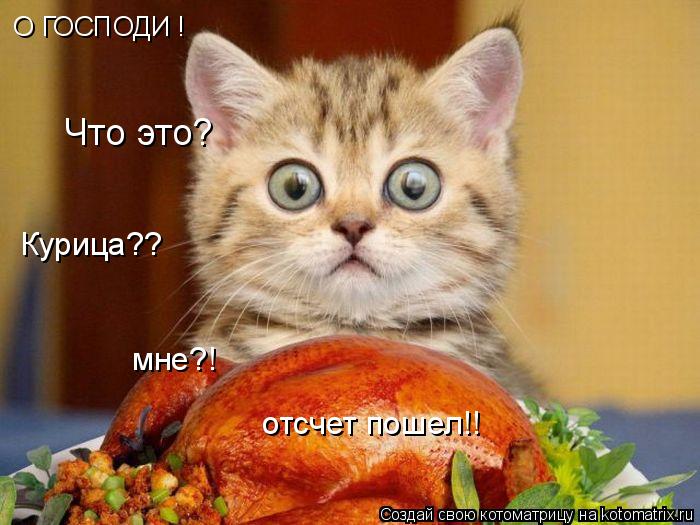 О ГОСПОДИ ! отсчет пошел!! мне?! Курица?? Что это?... Котоматрица: О ГОСПОДИ ! отсчет пошел!! мне?! Курица?? Что это?