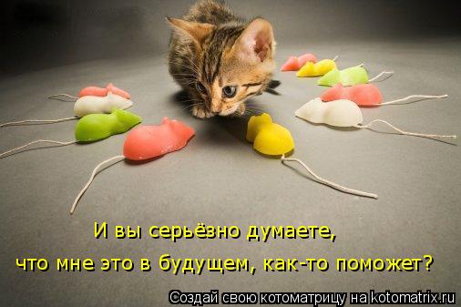 что мне это в будущем, как-то поможет? И вы серьёзно думаете,... Котоматрица: что мне это в будущем, как-то поможет? И вы серьёзно думаете,