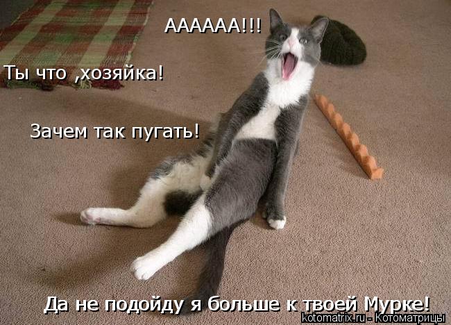 Зачем так пугать! Ты что ,хозяйка! АААААА!!! Да не подойду я больше к твоей Мурке! Да не подойду я... Котоматрица: Зачем так пугать! Ты что ,хозяйка! АААААА!!! Да не подойду я больше к твоей Мурке! Да не подойду я больше к твоей Мурке!