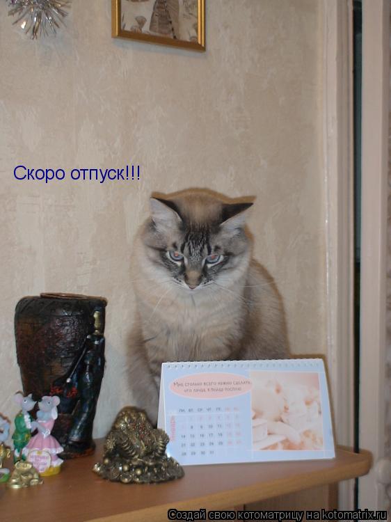Скоро отпуск!!!... Котоматрица: Скоро отпуск!!!