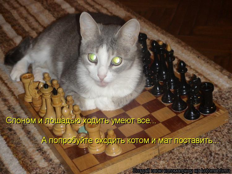Слоном и лошадью ходить умеют все... А попробуйте сходить котом и мат поставить...... Котоматрица: Слоном и лошадью ходить умеют все... А попробуйте сходить котом и мат поставить...