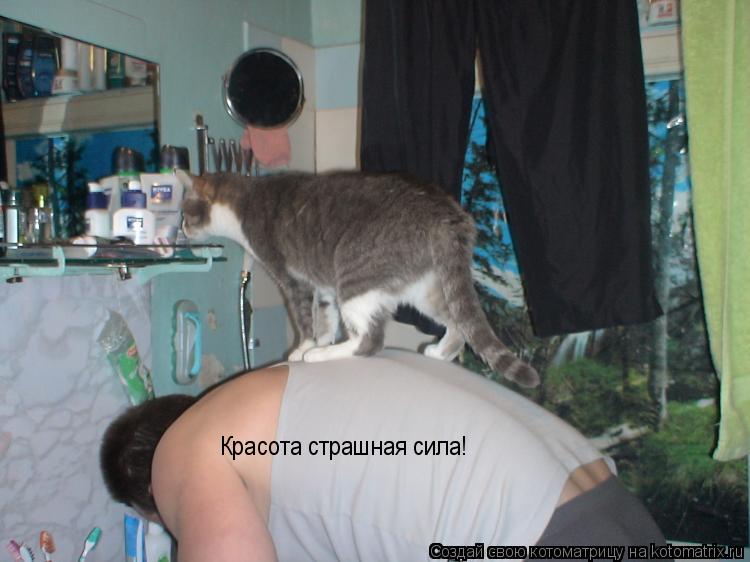 Красота страшная сила!... Котоматрица: Красота страшная сила!