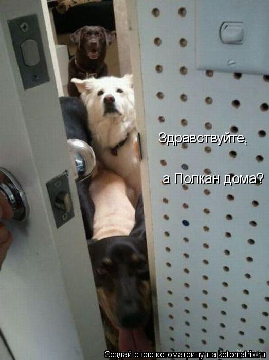 а Полкан дома? Здравствуйте,... Котоматрица: а Полкан дома? Здравствуйте,