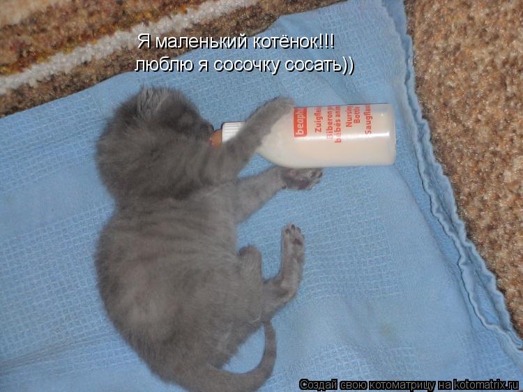 Я маленький котёнок!!! люблю я сосочку сосать))... Котоматрица: Я маленький котёнок!!! люблю я сосочку сосать))