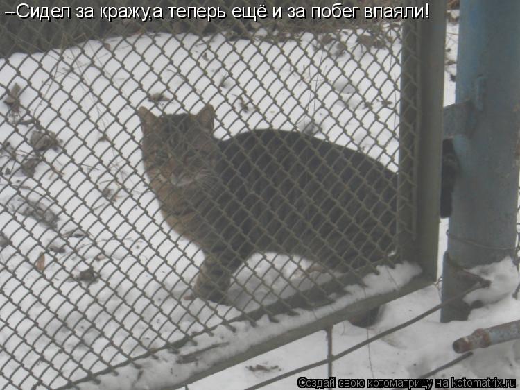 --Сидел за кражу,а теперь ещё и за побег впаяли!... Котоматрица: --Сидел за кражу,а теперь ещё и за побег впаяли!