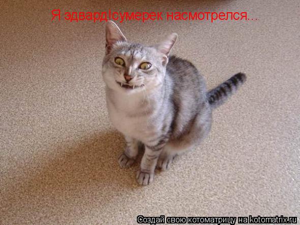 Я эдвард!сумерек насмотрелся...... Котоматрица: Я эдвард!сумерек насмотрелся...