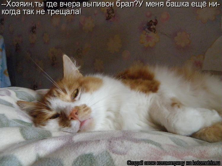 --Хозяин,ты где вчера выпивон брал?У меня башка ещё ни- когда так не трещала!... Котоматрица: --Хозяин,ты где вчера выпивон брал?У меня башка ещё ни- когда так не трещала!