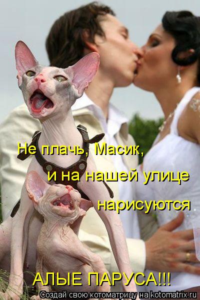 Не плачь, Масик, и на нашей улице нарисуются АЛЫЕ ПАРУСА!!!... Котоматрица: Не плачь, Масик, и на нашей улице нарисуются АЛЫЕ ПАРУСА!!!