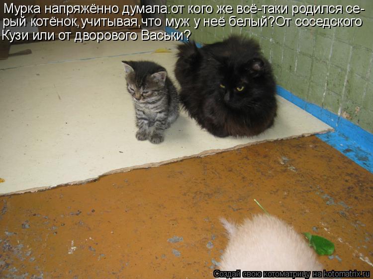 Мурка напряжённо думала:от кого же всё-таки родился се- рый котёнок,учитывая,что муж у неё белый?От с... Котоматрица: Мурка напряжённо думала:от кого же всё-таки родился се- рый котёнок,учитывая,что муж у неё белый?От соседского Кузи или от дворового Васьки?