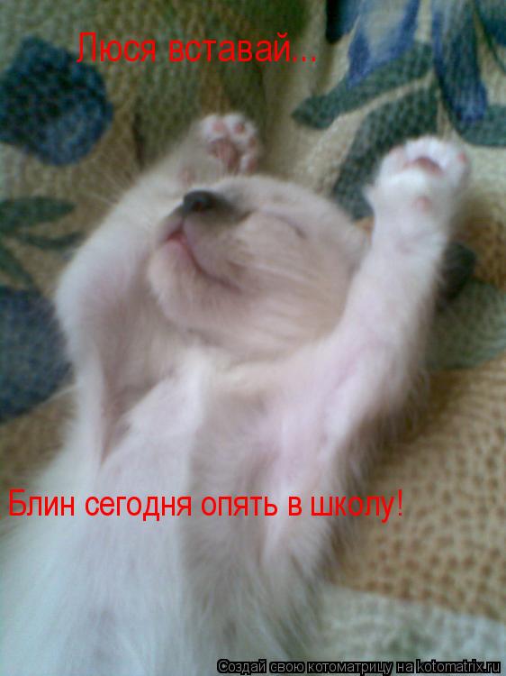 Люся вставай... Блин сегодня опять в школу!... Котоматрица: Люся вставай... Блин сегодня опять в школу!