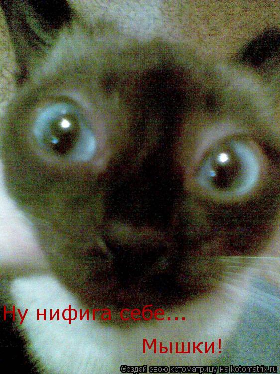 Ну нифига себе... Мышки!... Котоматрица: Ну нифига себе... Мышки!